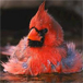 El p�jaro del Kentucky