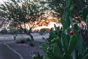 Hotel BLUEGREEN VACATIONS CIBOLA VISTA RESORT AND SPA, AN ASCEND RESORT