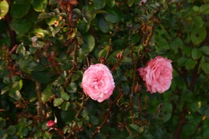 Hotel BEST WESTERN EL RANCHO