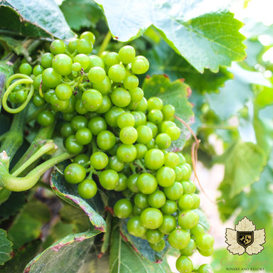 Hotel CARTER ESTATE WINERY AND RESORT