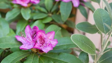 Hotel INN AT VIRGINIA MASON