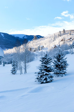 Hotel THE PINES LODGE